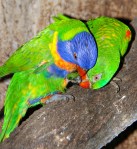 Pic 1. Psst! Mum & Dad